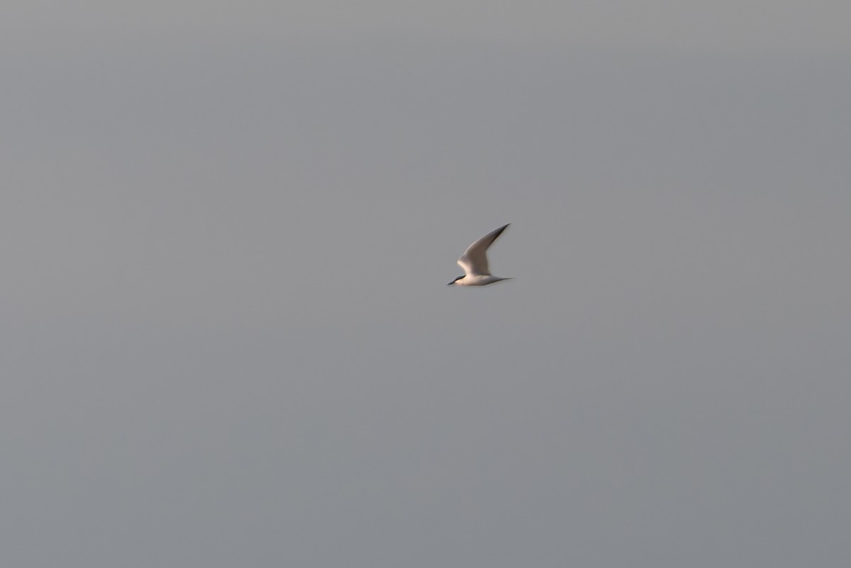Australian Tern - ML645806656