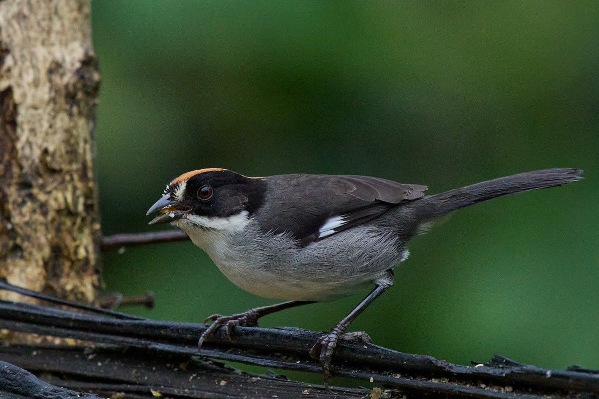 White-winged Brushfinch - ML645806657