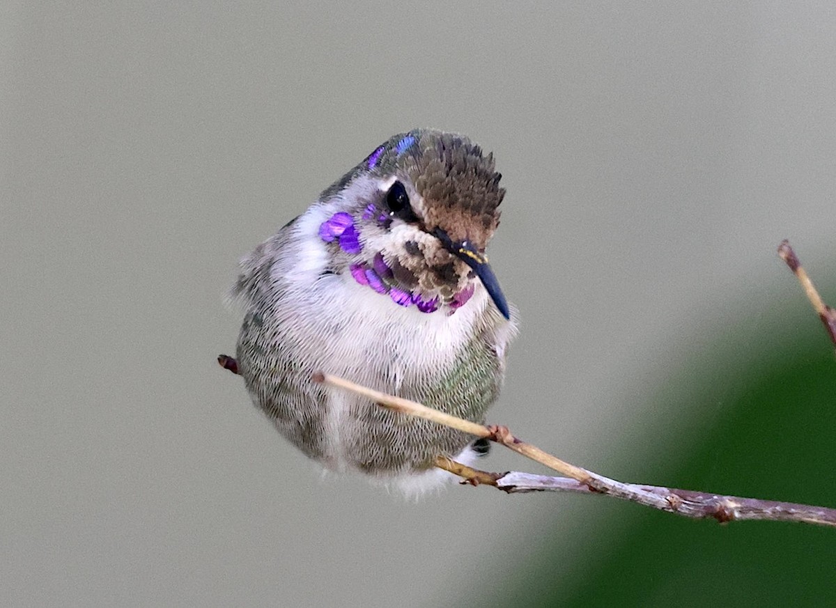 Costa's Hummingbird - ML645806658