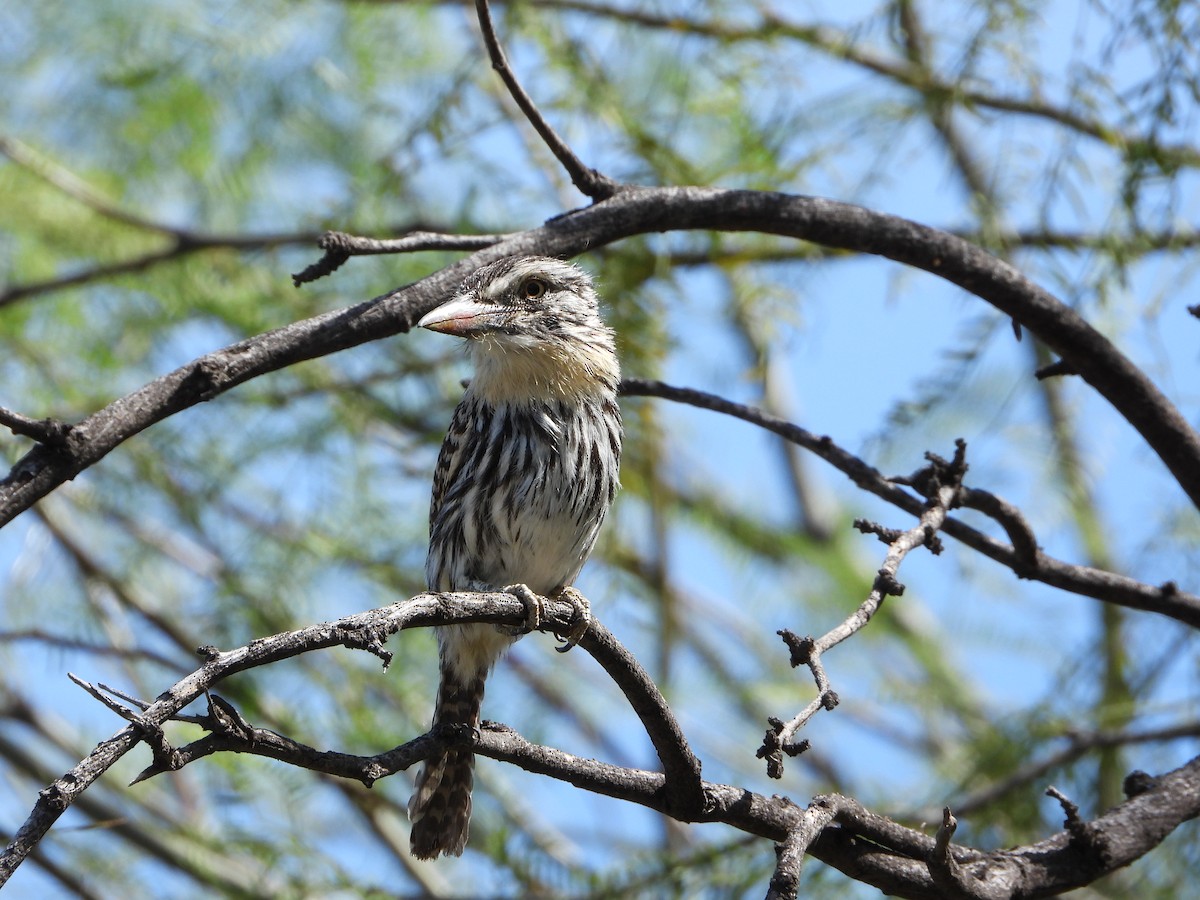 Spot-backed Puffbird - ML645806659