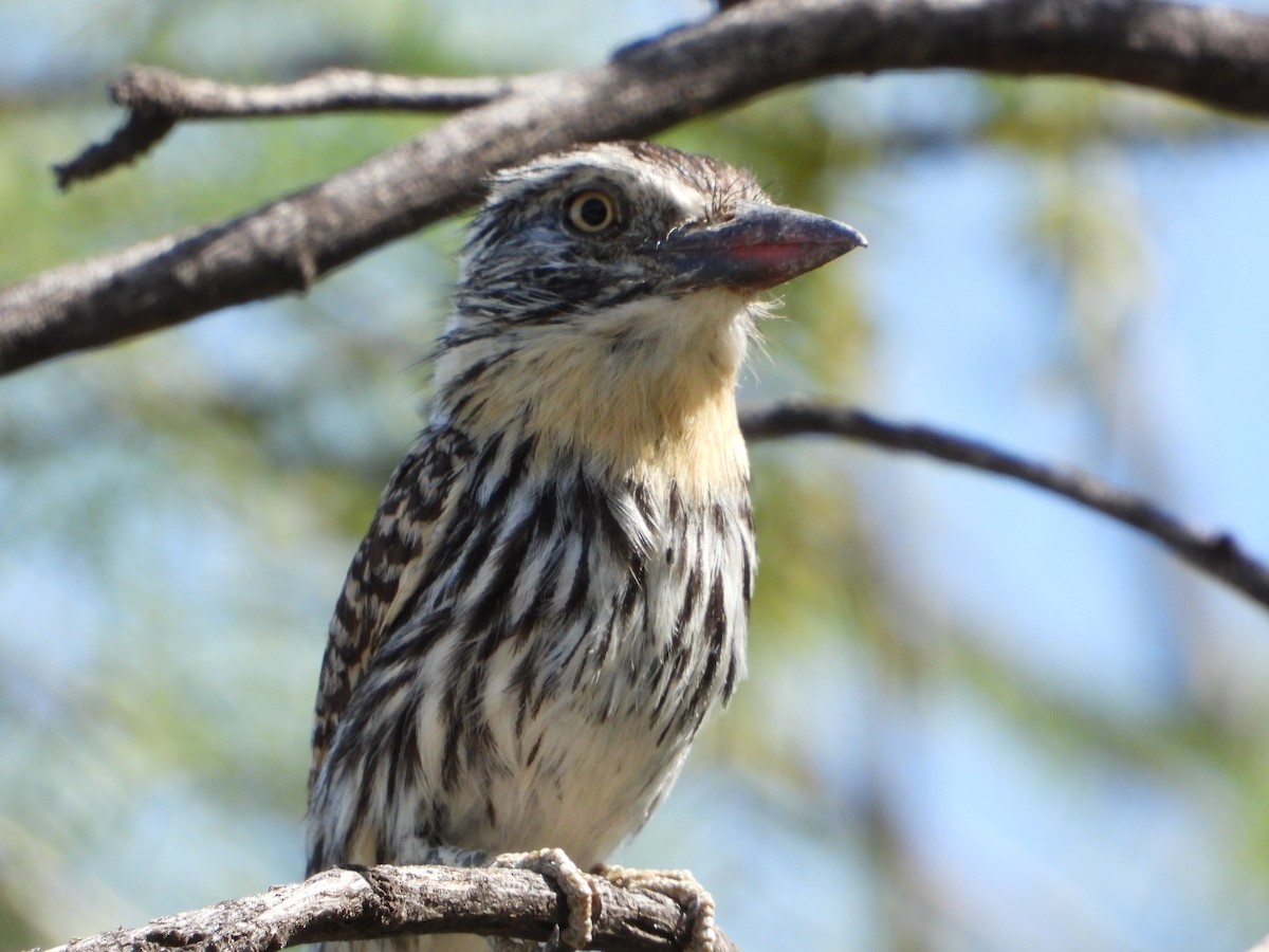 Spot-backed Puffbird - ML645806660