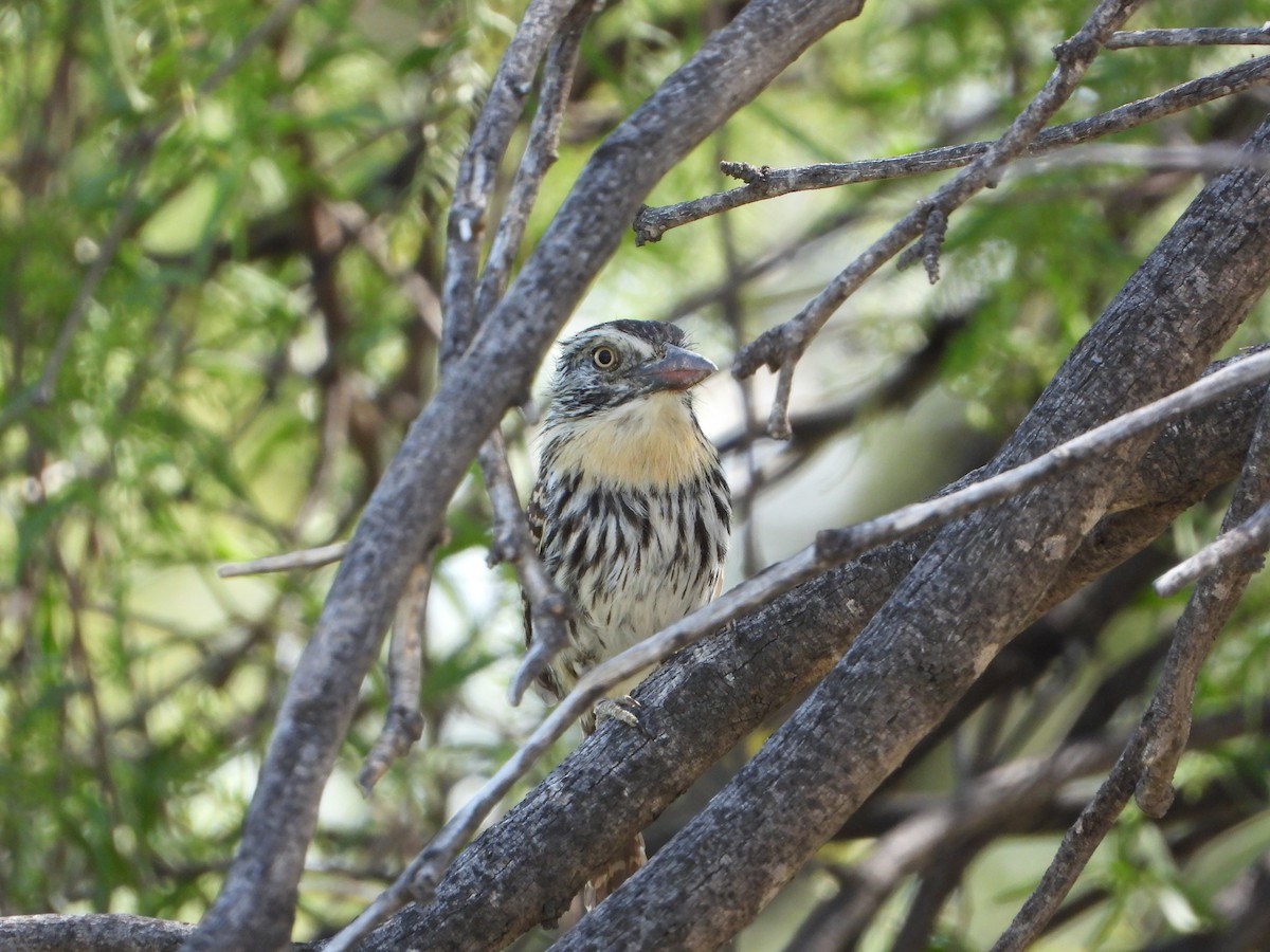 Spot-backed Puffbird - ML645806661