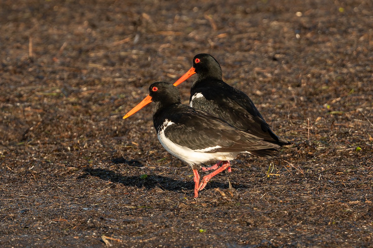 Pied Oystercatcher - ML645806664