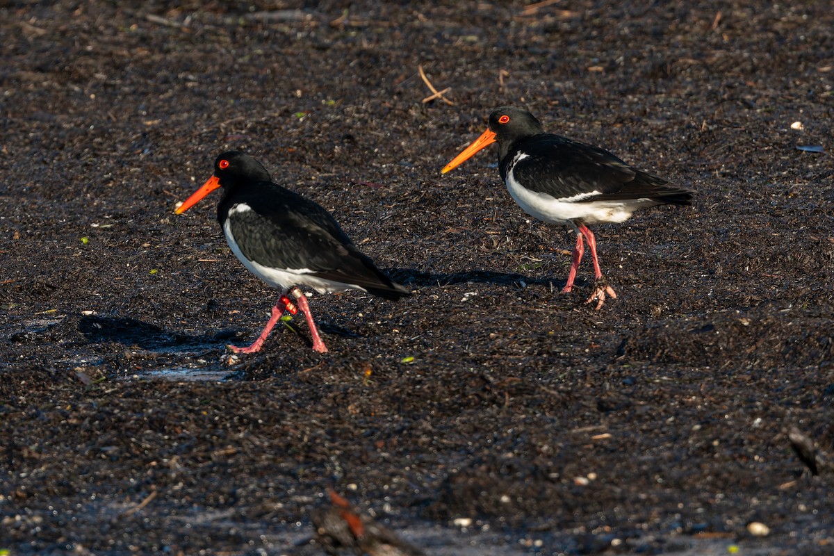 Pied Oystercatcher - ML645806665