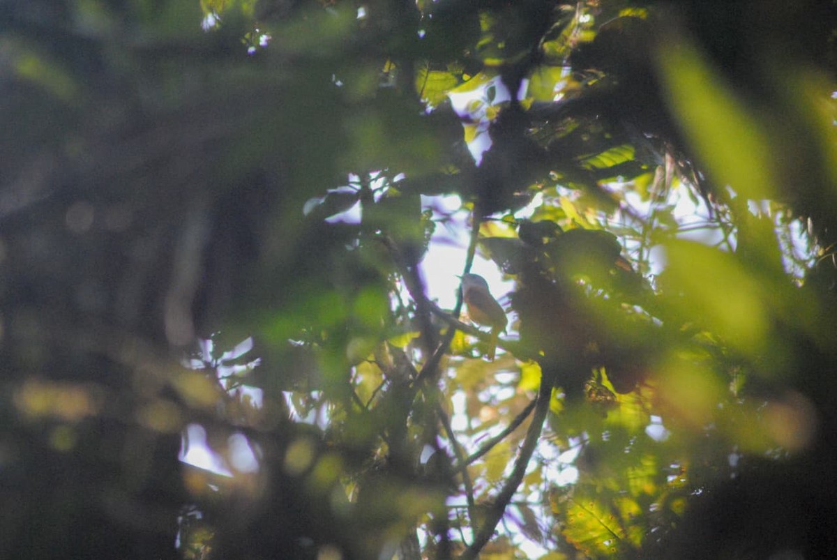 Gray-hooded Attila - ML645806666