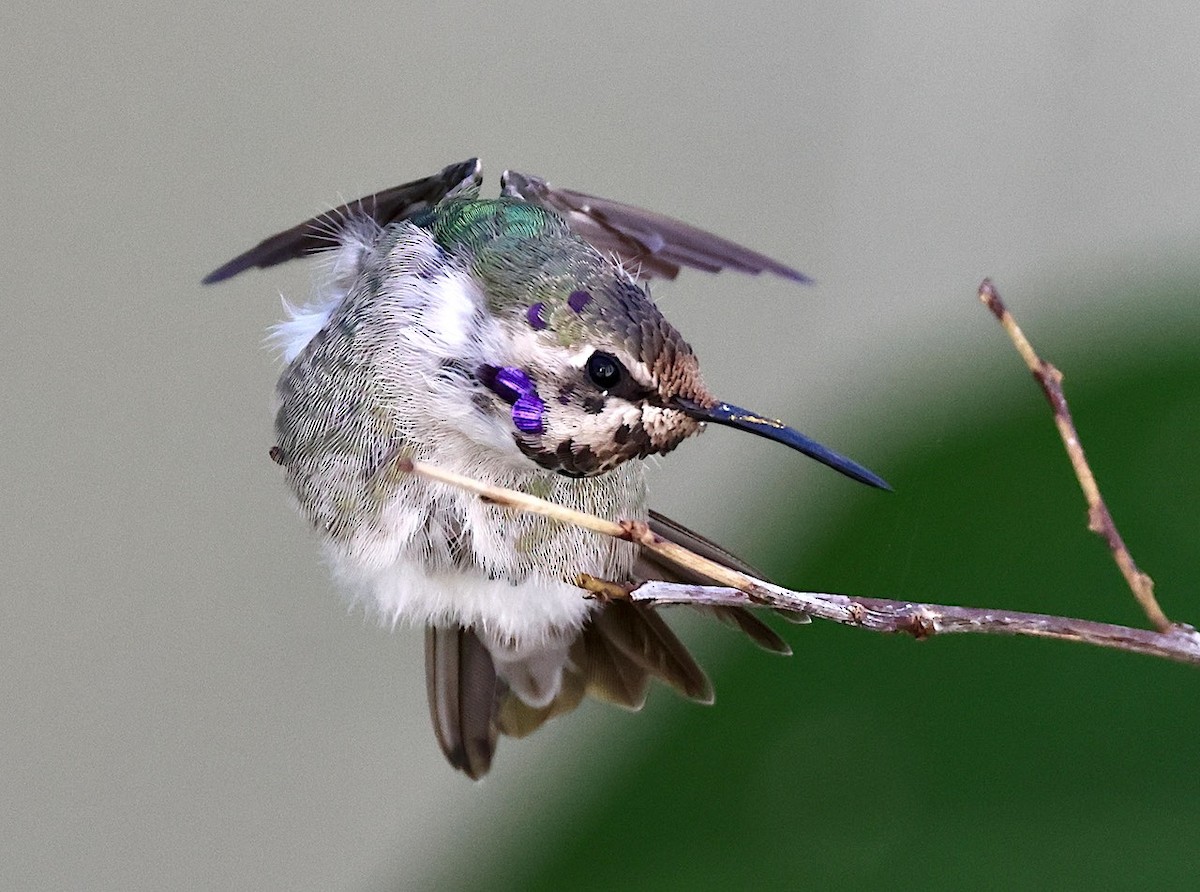 Costa's Hummingbird - ML645806668