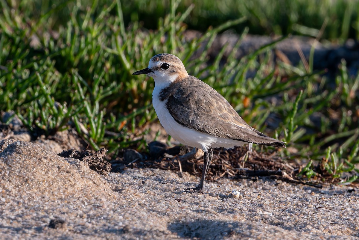 Red-capped Plover - ML645806669