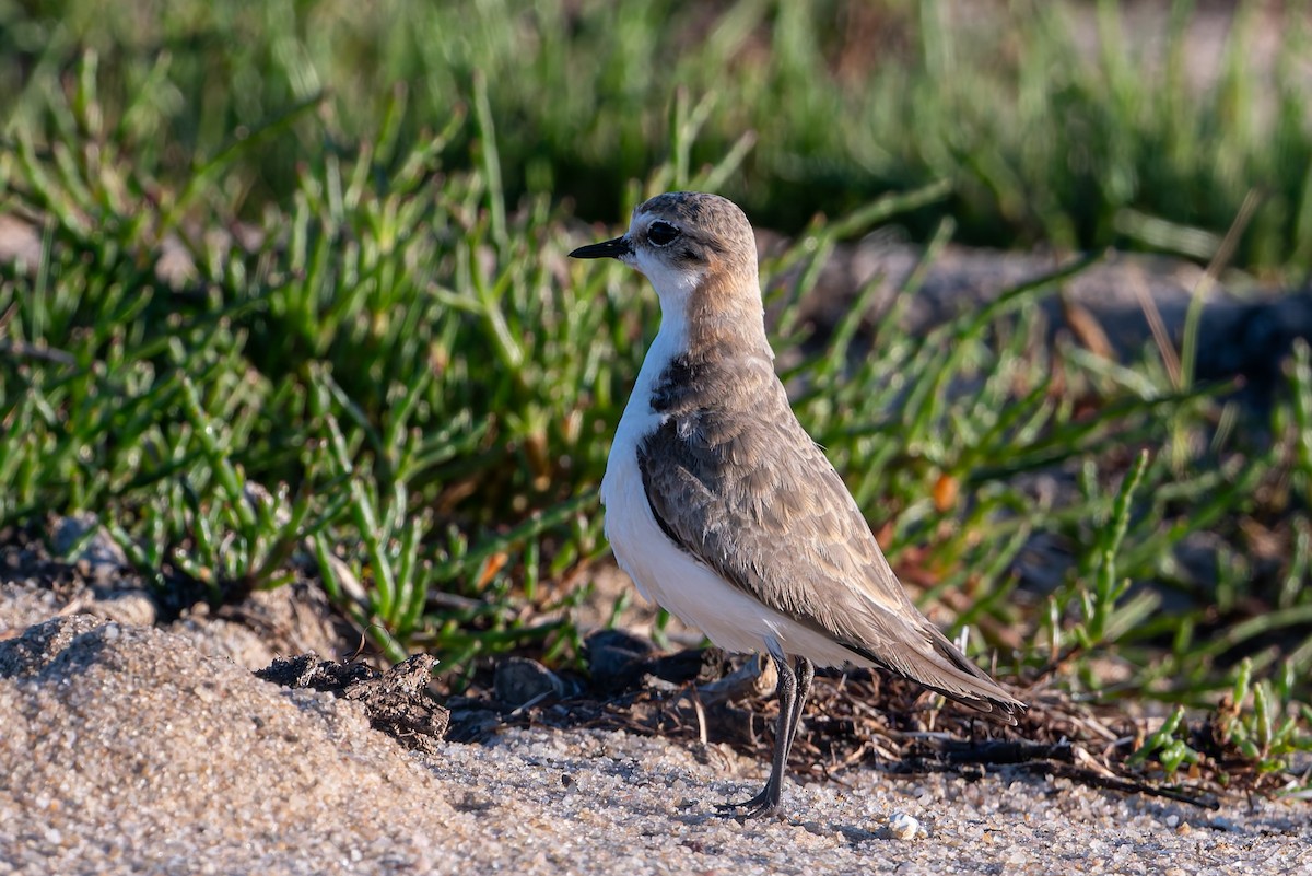 Red-capped Plover - ML645806670