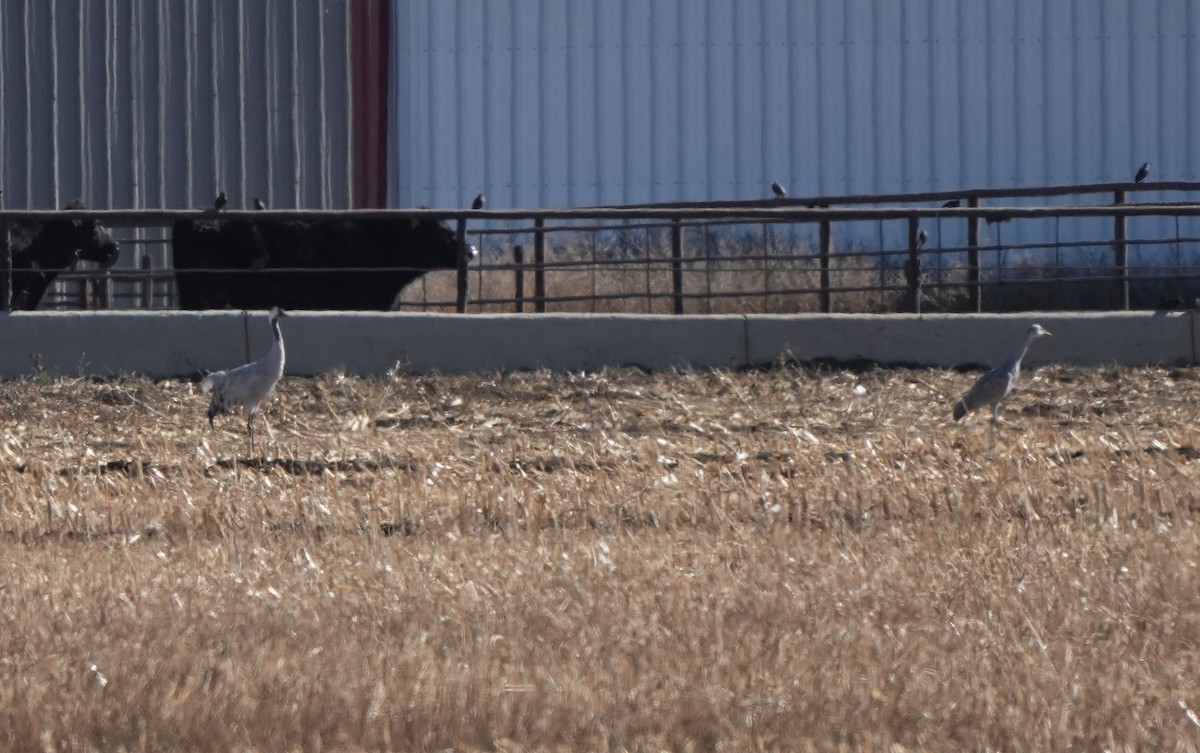 Common Crane - ML645806671