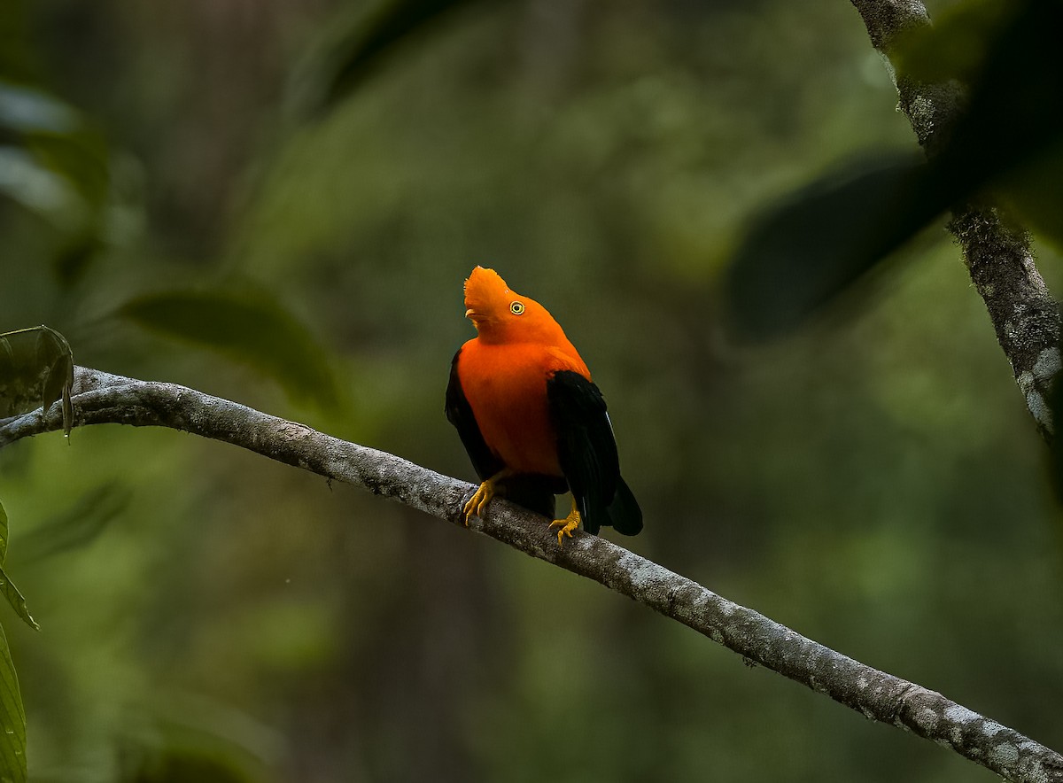 Andean Cock-of-the-rock - ML645806672