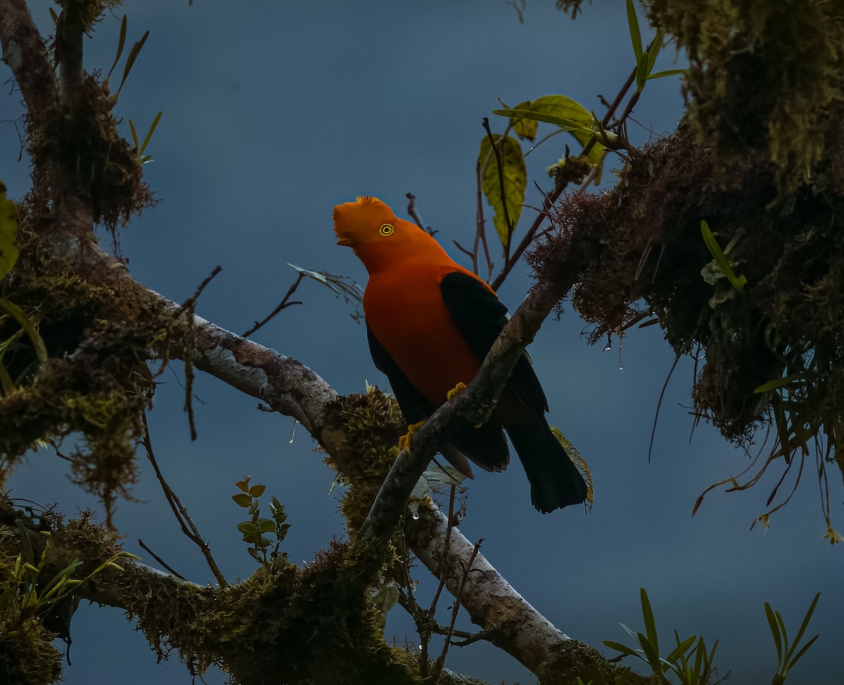 Andean Cock-of-the-rock - ML645806673