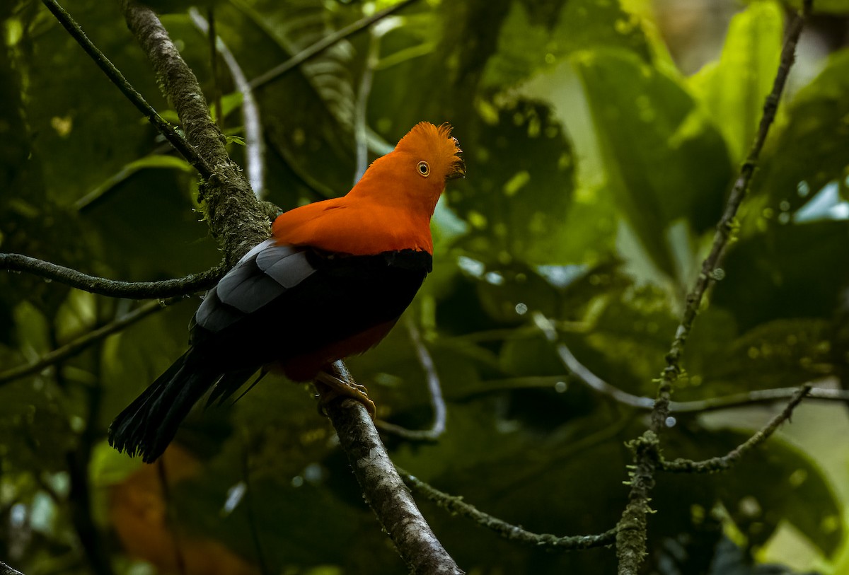 Andean Cock-of-the-rock - ML645806674