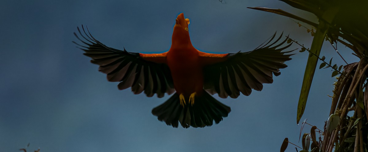 Andean Cock-of-the-rock - ML645806675