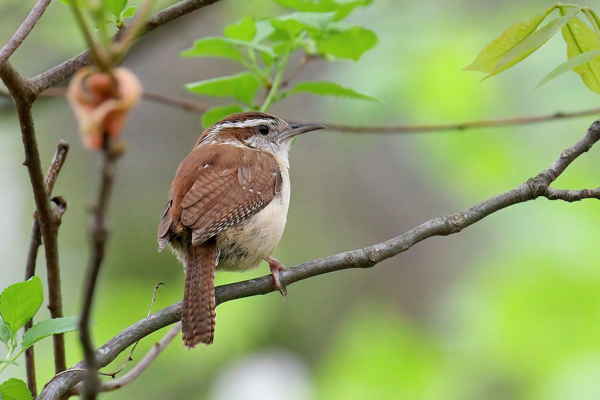 Carolina Wren - ML645806676