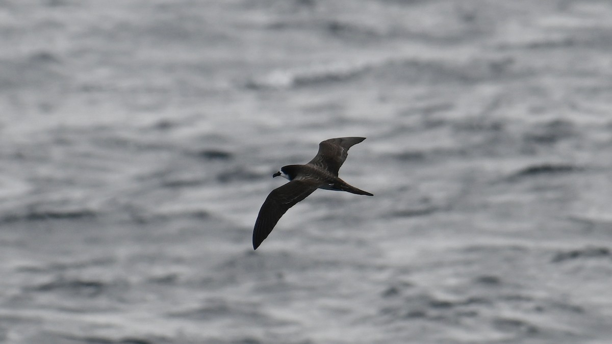 Galapagos Petrel - ML645806678