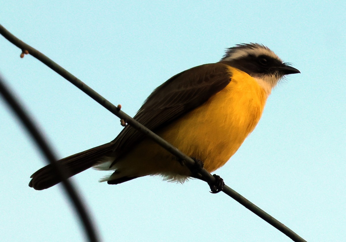 Social Flycatcher - ML645806679