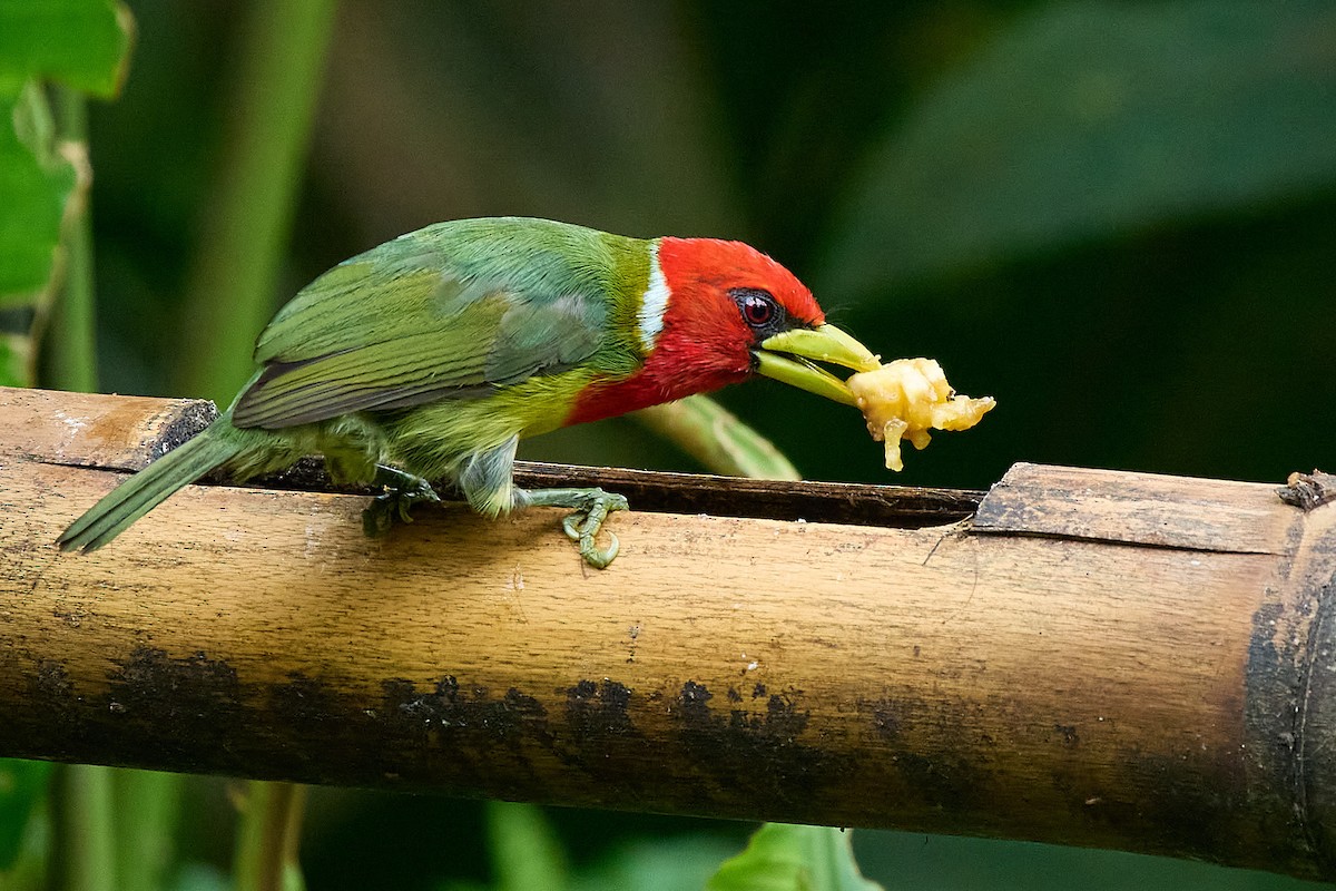 Red-headed Barbet - ML645806681