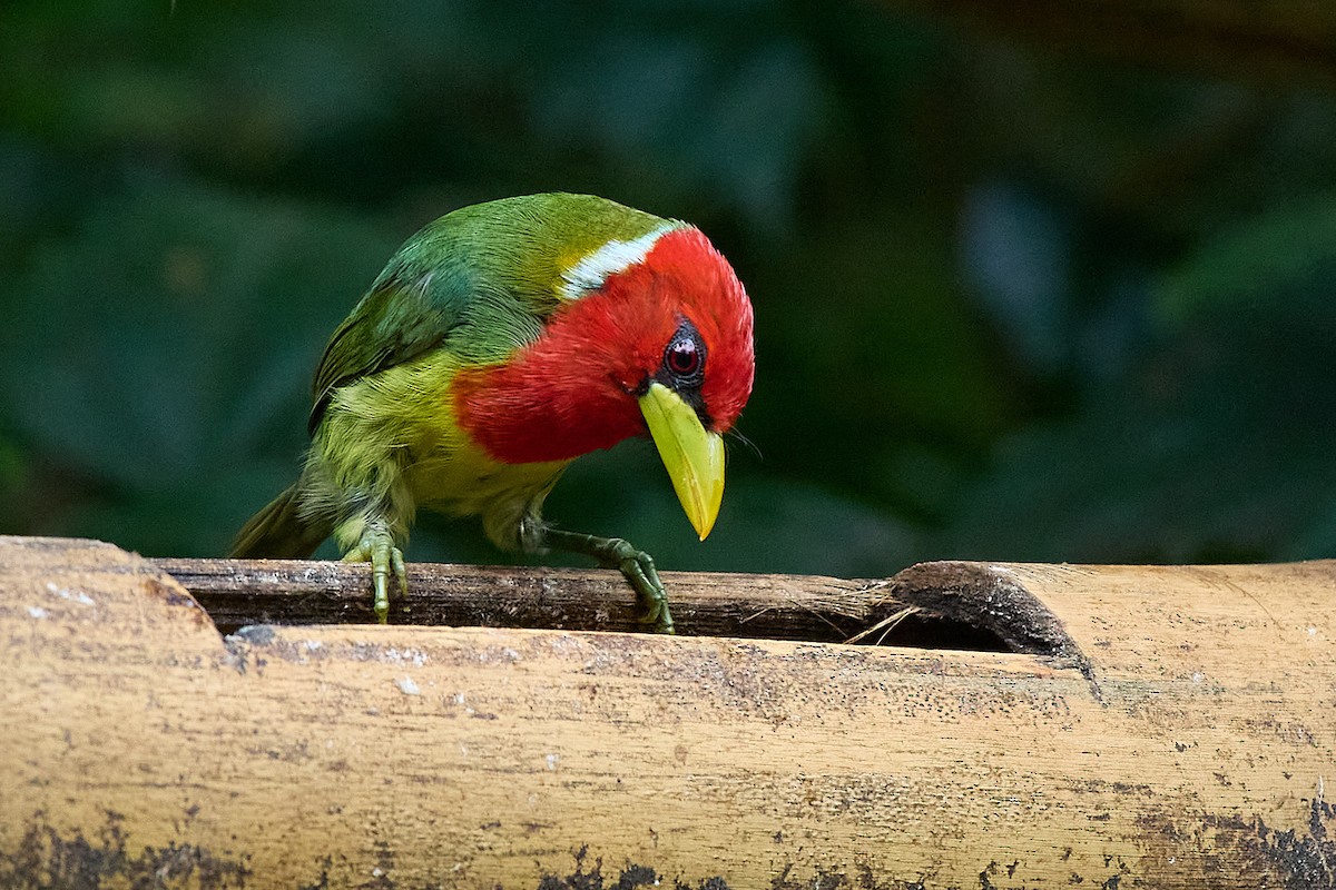 Red-headed Barbet - ML645806682