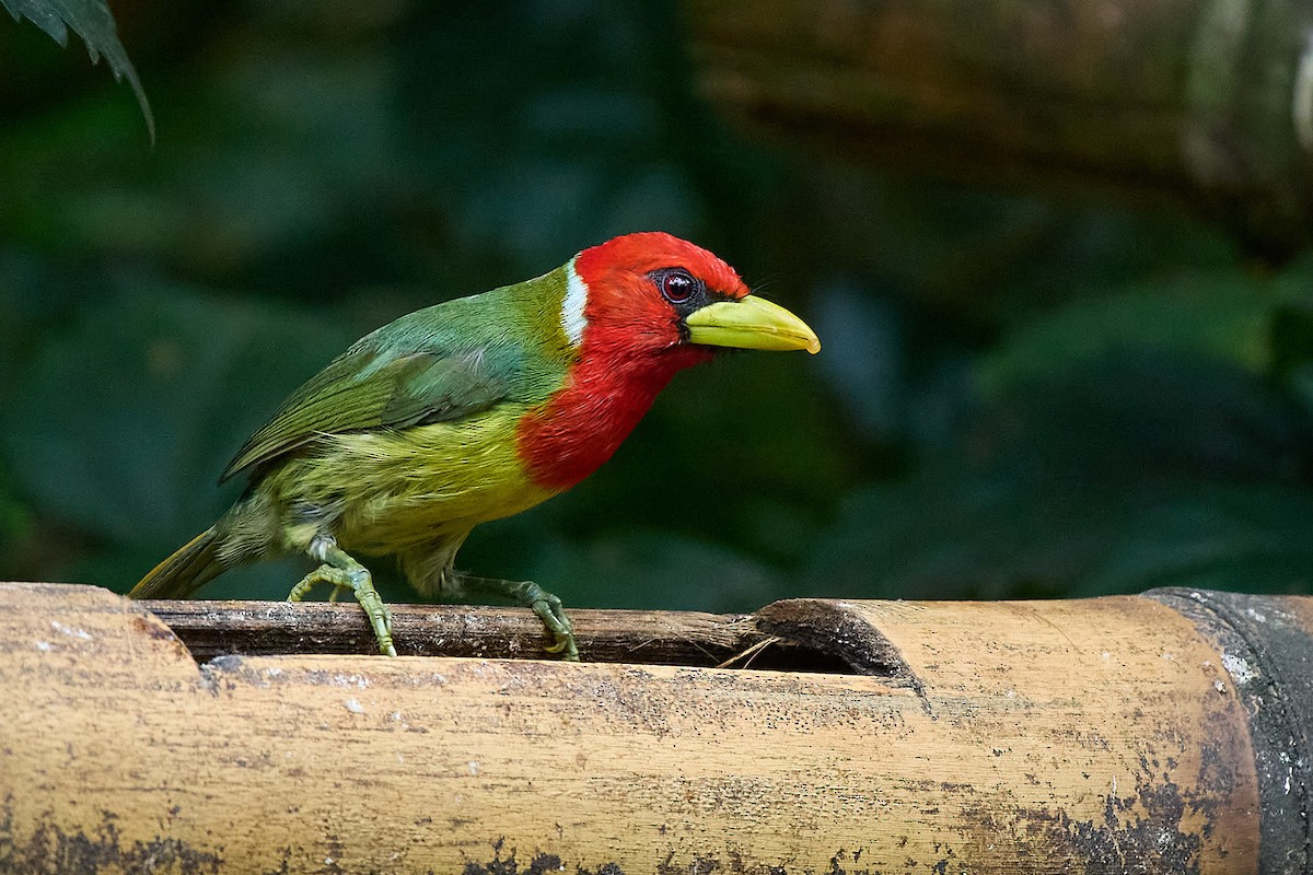 Red-headed Barbet - ML645806683