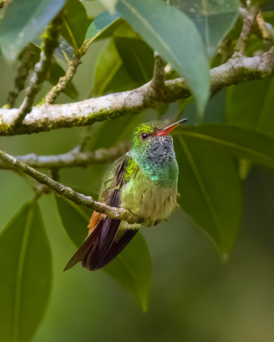 Rufous-tailed Hummingbird - ML645806684