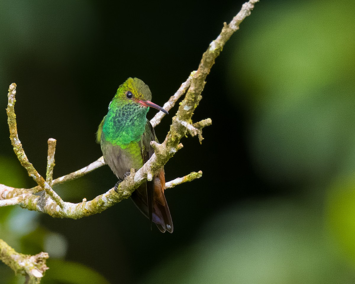 Rufous-tailed Hummingbird - ML645806685