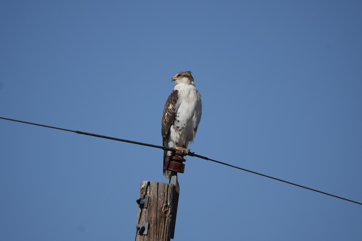 kongevåk - ML645806686