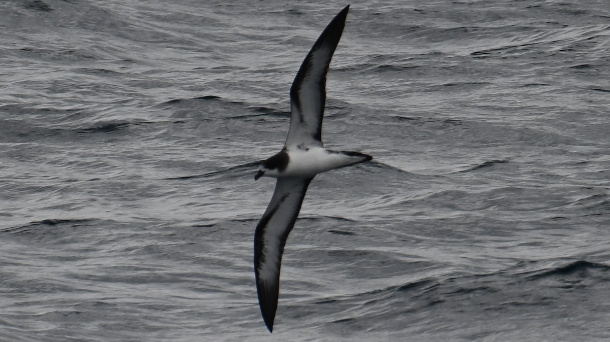 Galapagos Petrel - ML645806687