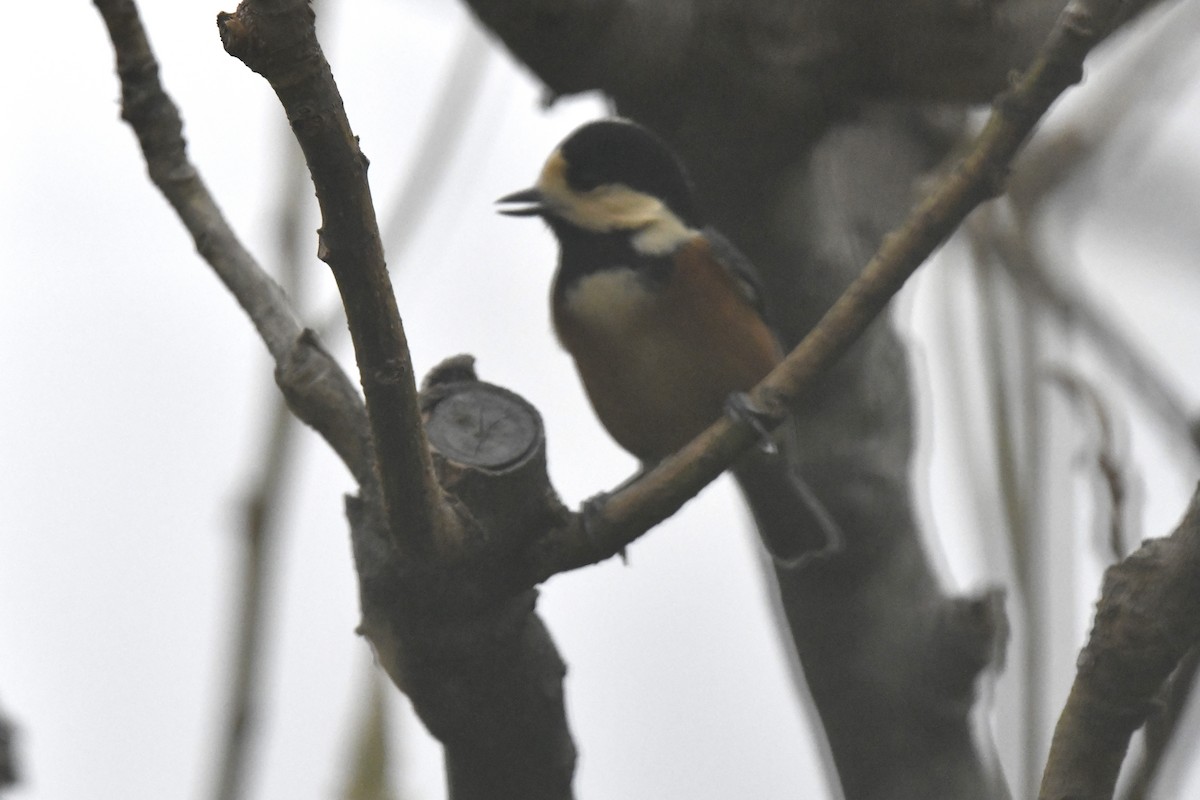 Varied Tit - ML645806688