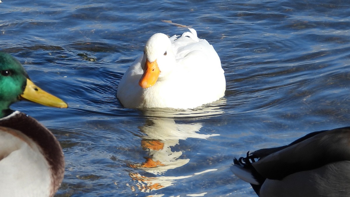 Mallard (Domestic type) - ML645806691