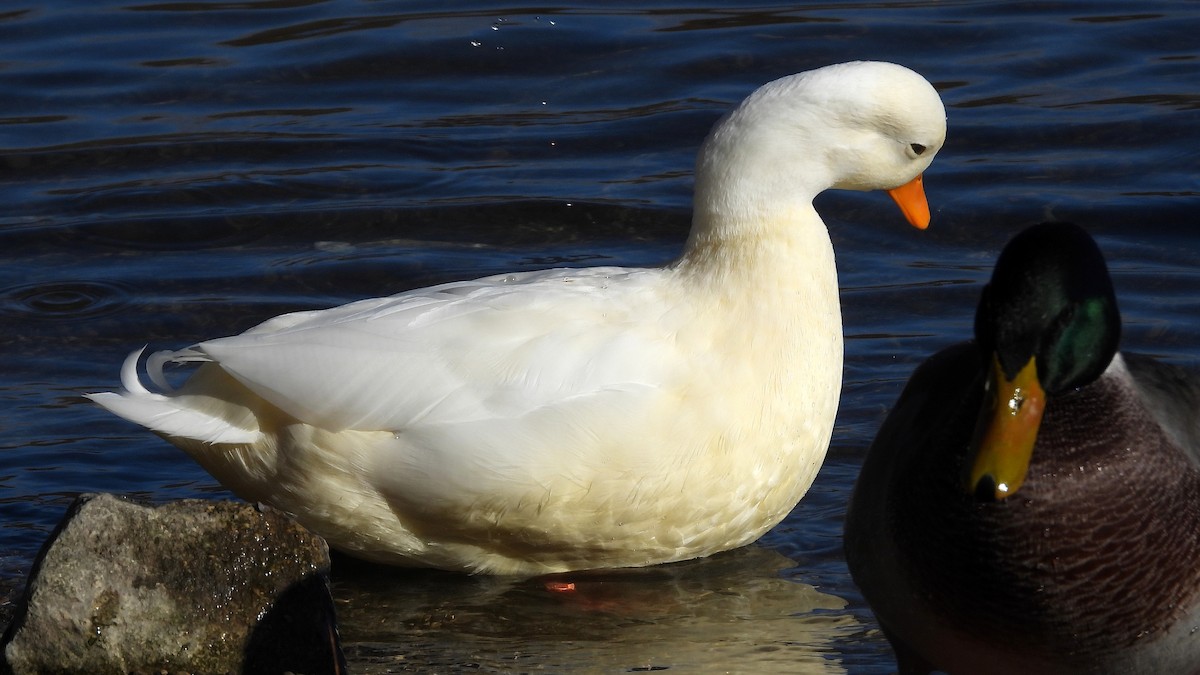 Mallard (Domestic type) - ML645806693