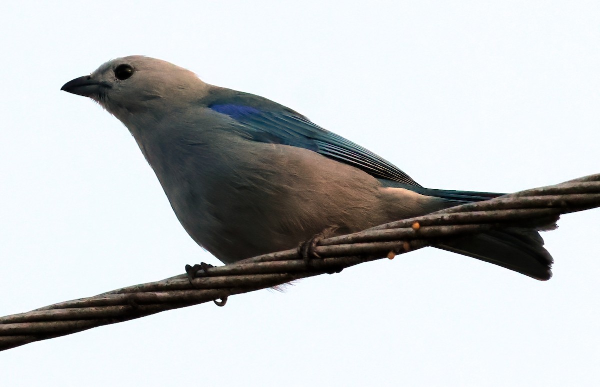 Blue-gray Tanager - ML645806695