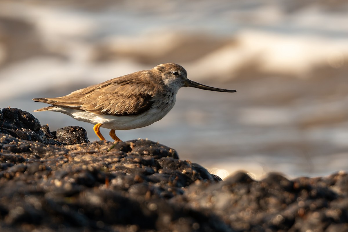 ביצנית אפורה - ML645806697