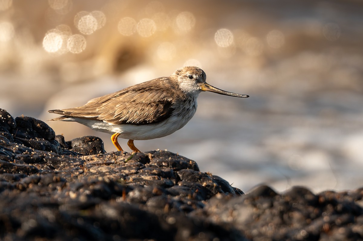 ביצנית אפורה - ML645806699