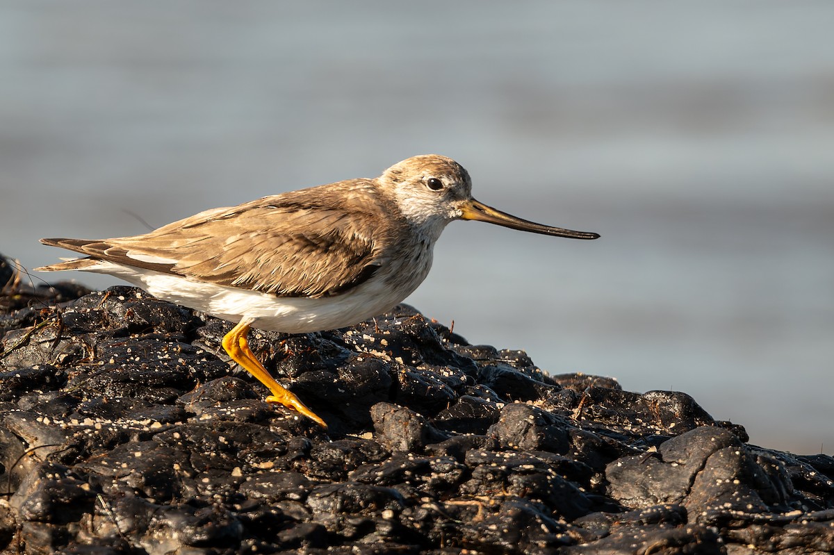 ביצנית אפורה - ML645806700