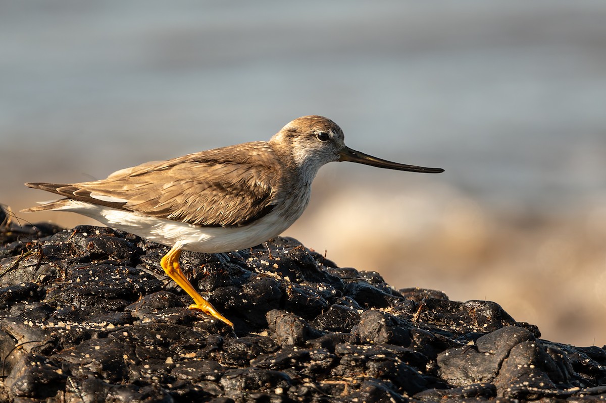 ביצנית אפורה - ML645806701