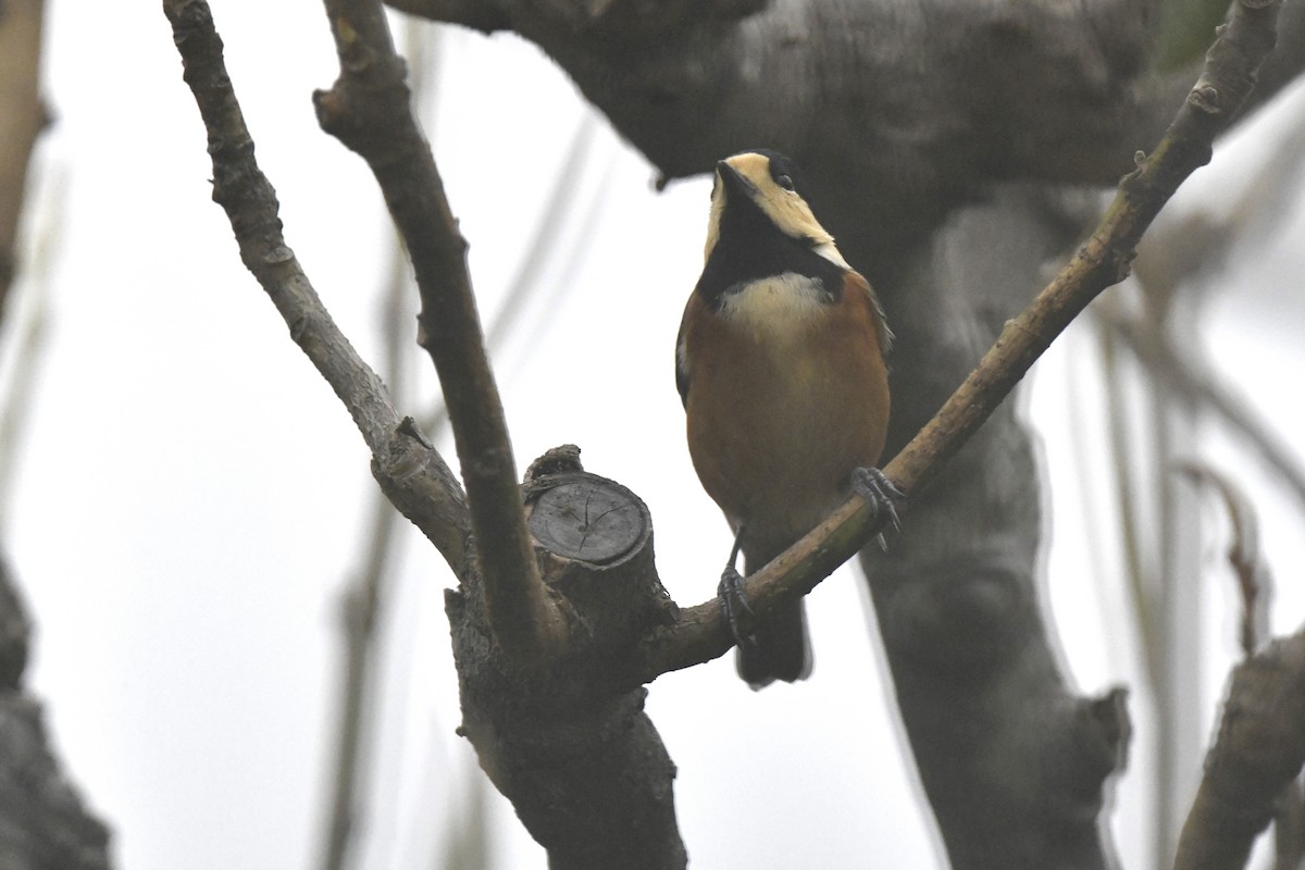 rødmeis - ML645806703