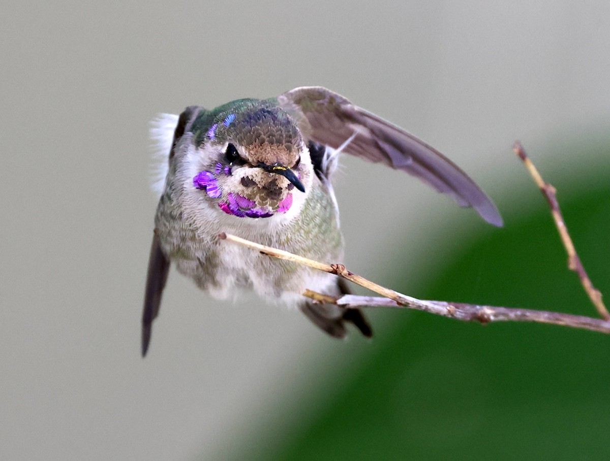 Costa's Hummingbird - ML645806709