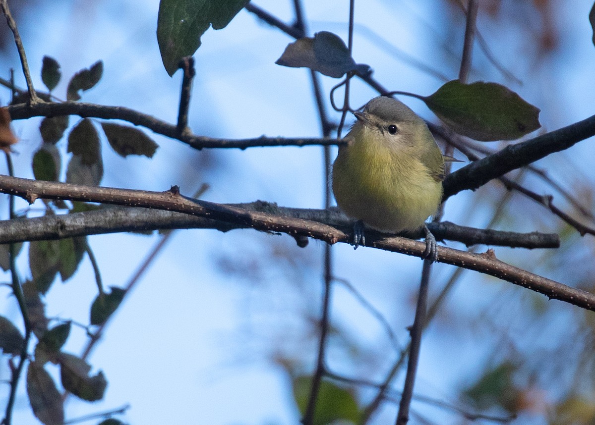 Bireo filadelfiarra - ML645806712