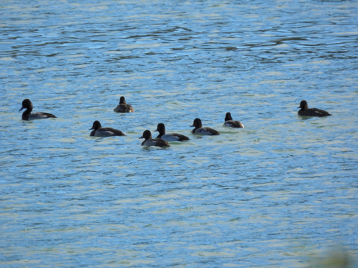 Murgilari txikia - ML645806715