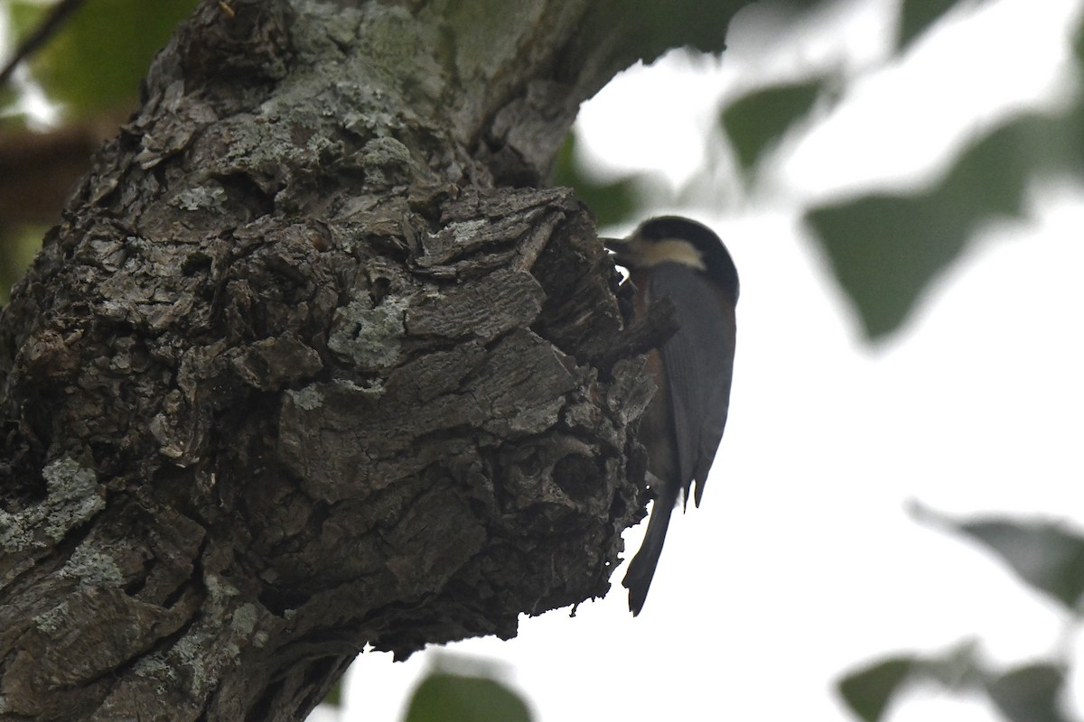 rødmeis - ML645806716