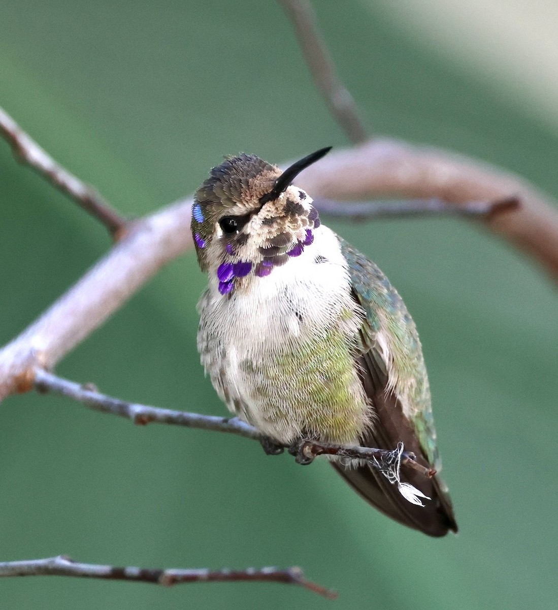 Costa's Hummingbird - ML645806717