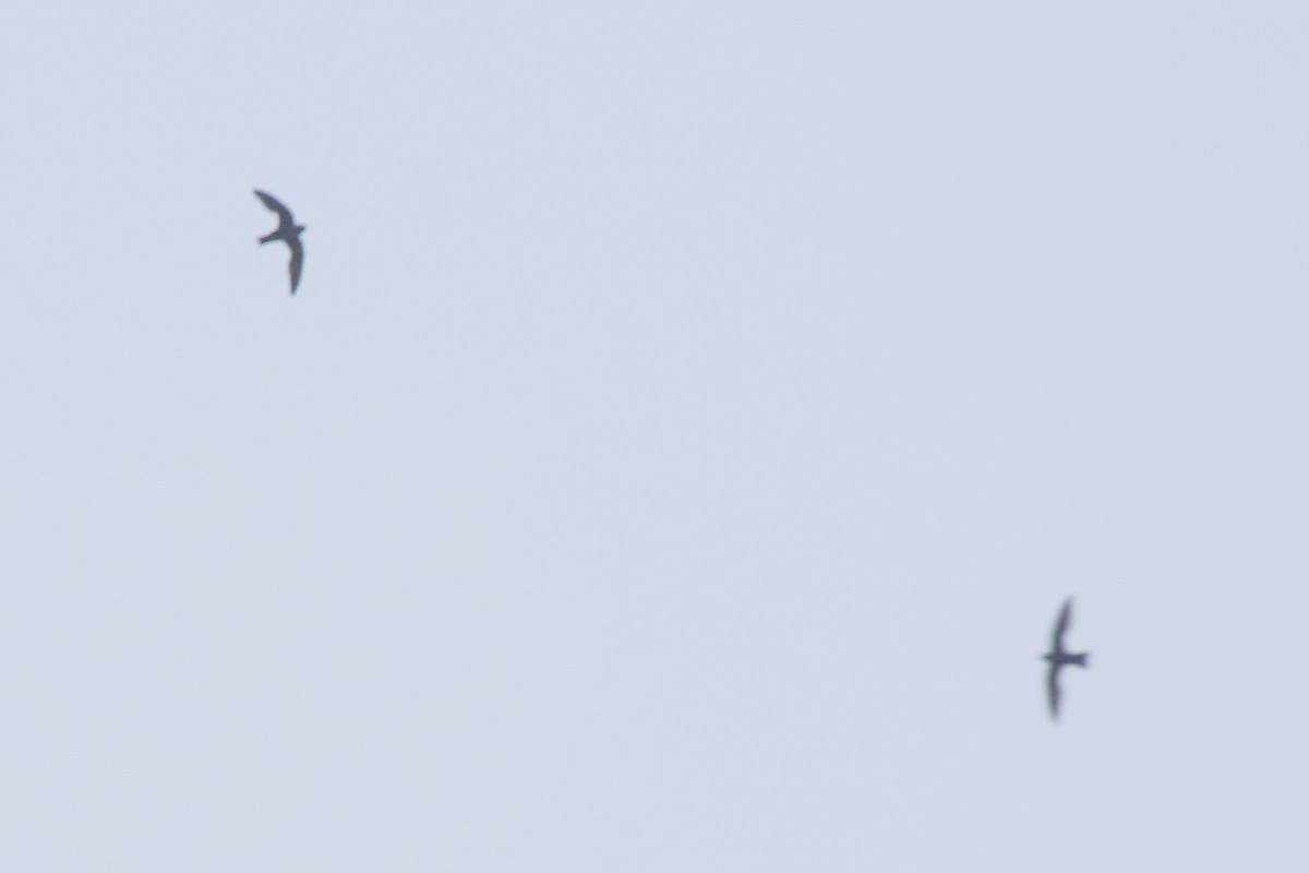 Vencejo Acollarado - ML645806718