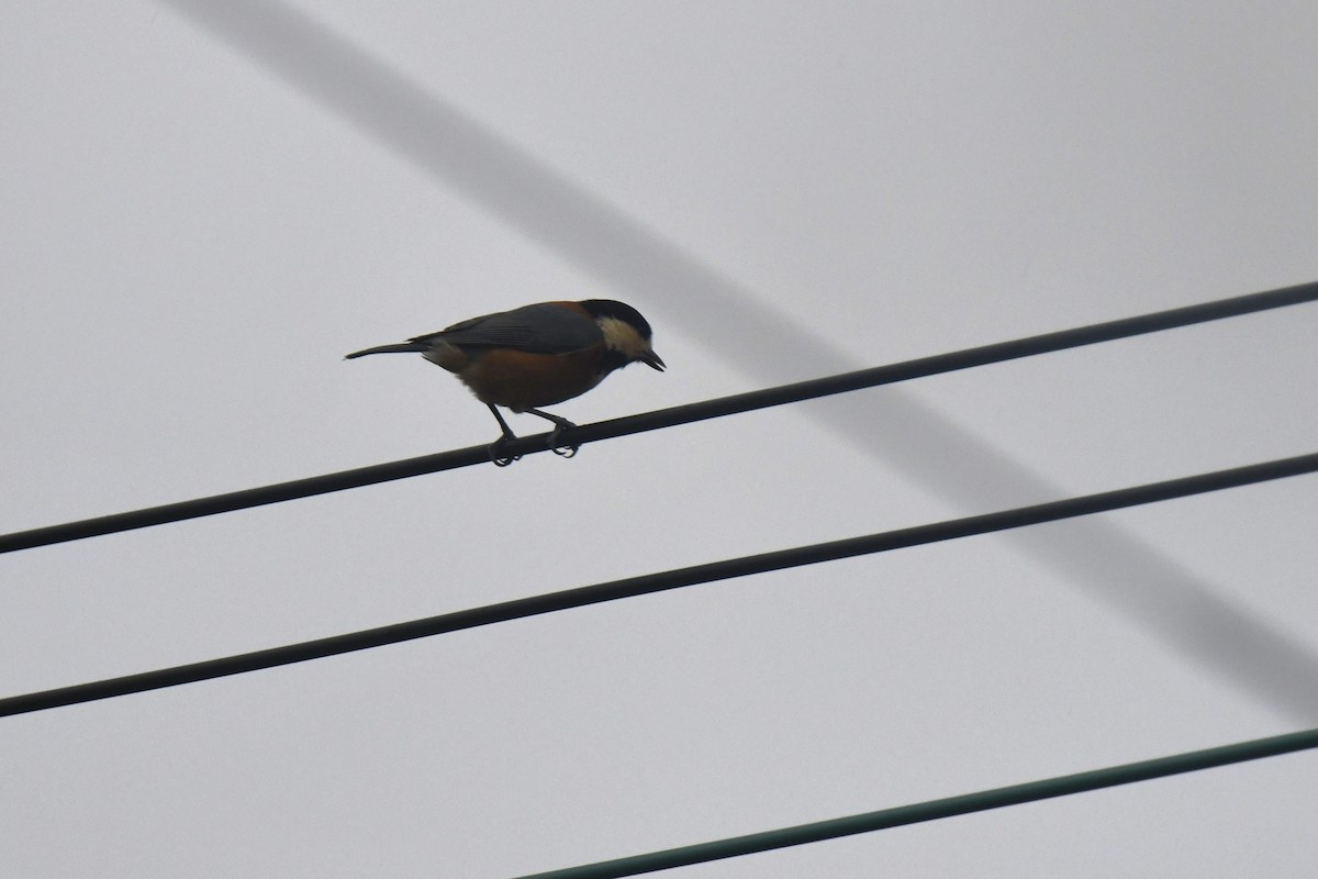 rødmeis - ML645806719