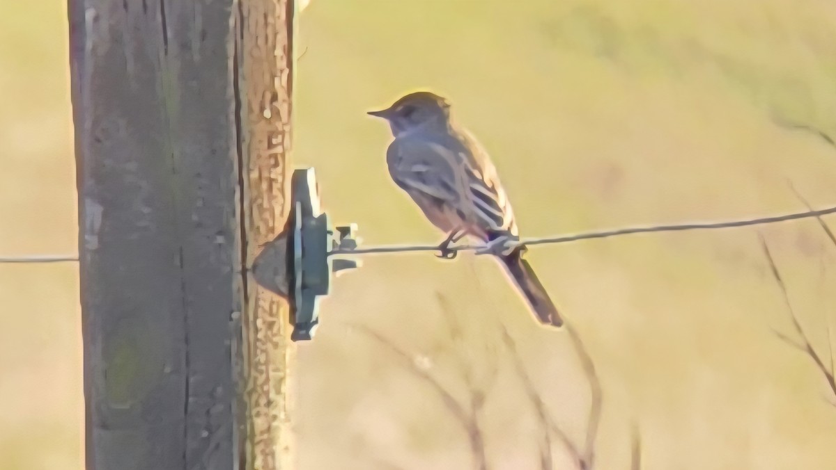 Say's Phoebe - ML645806720