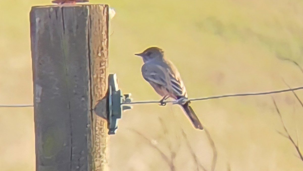 Say's Phoebe - ML645806721