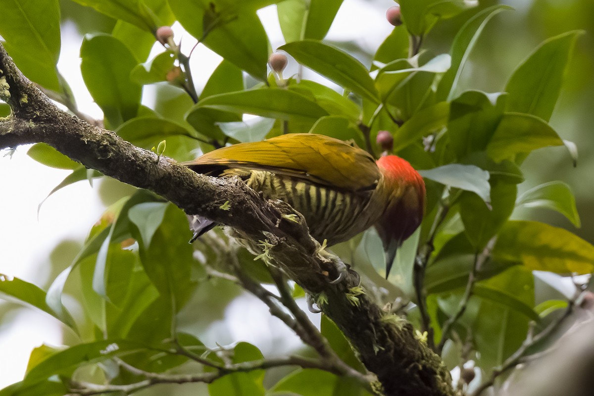 Rufous-winged Woodpecker - ML645806725
