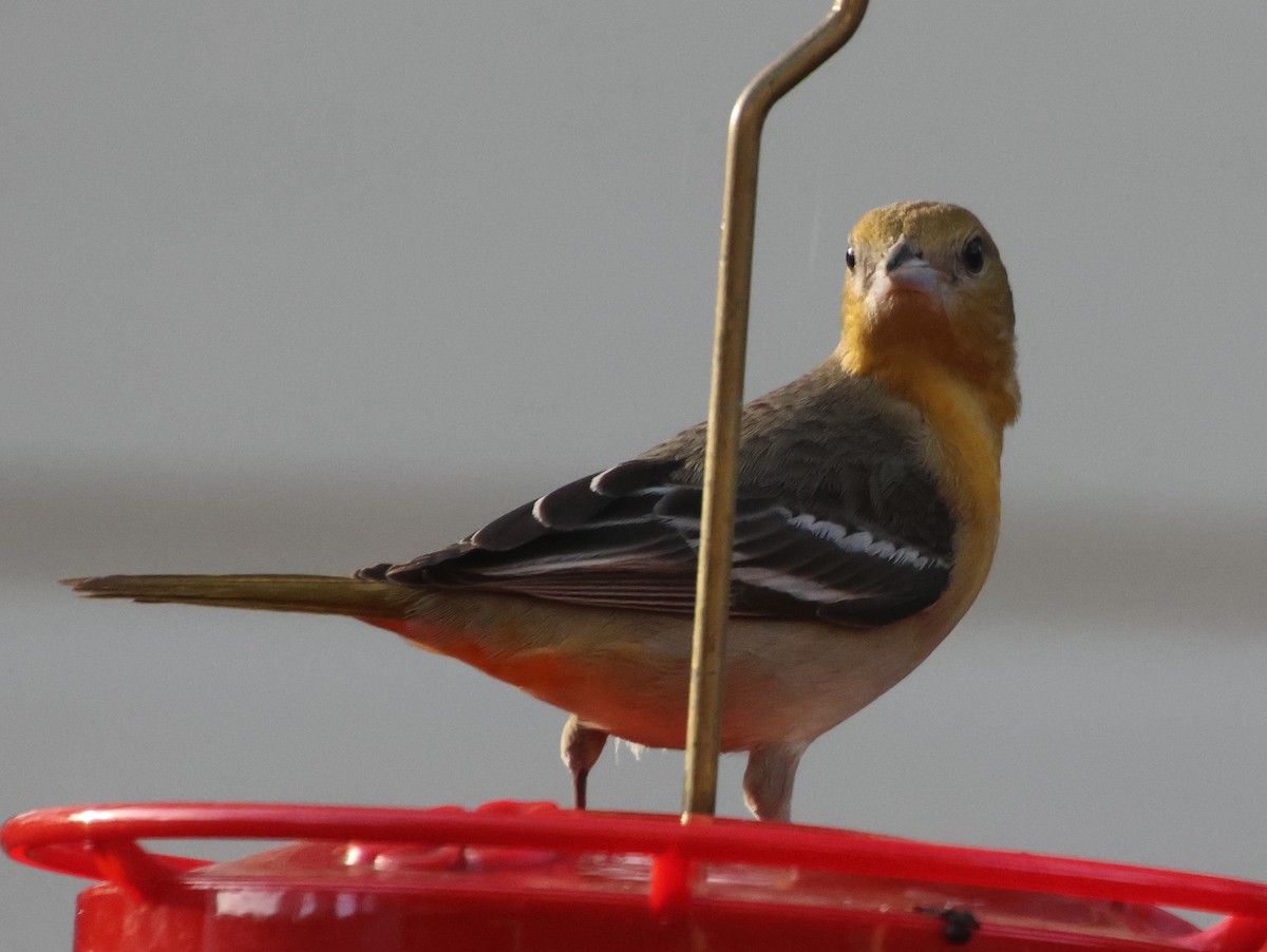 Балтиморский трупиал - ML645806726