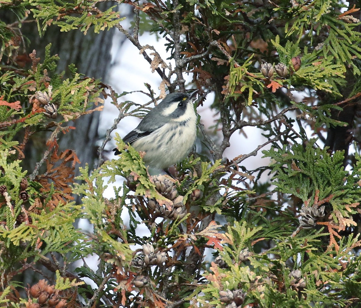 Black-throated Gray Warbler - ML645806728