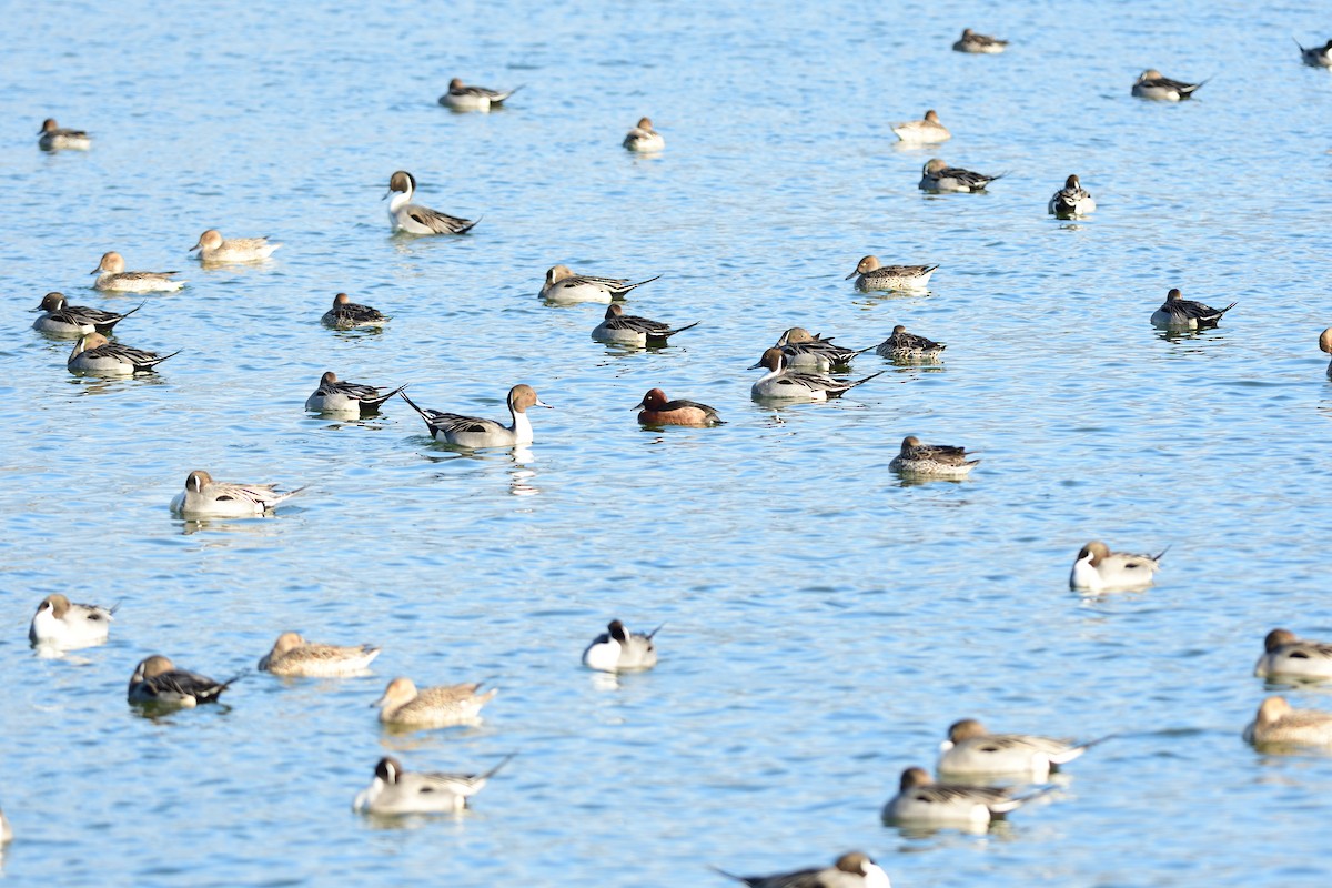 hvitøyeand - ML645806729