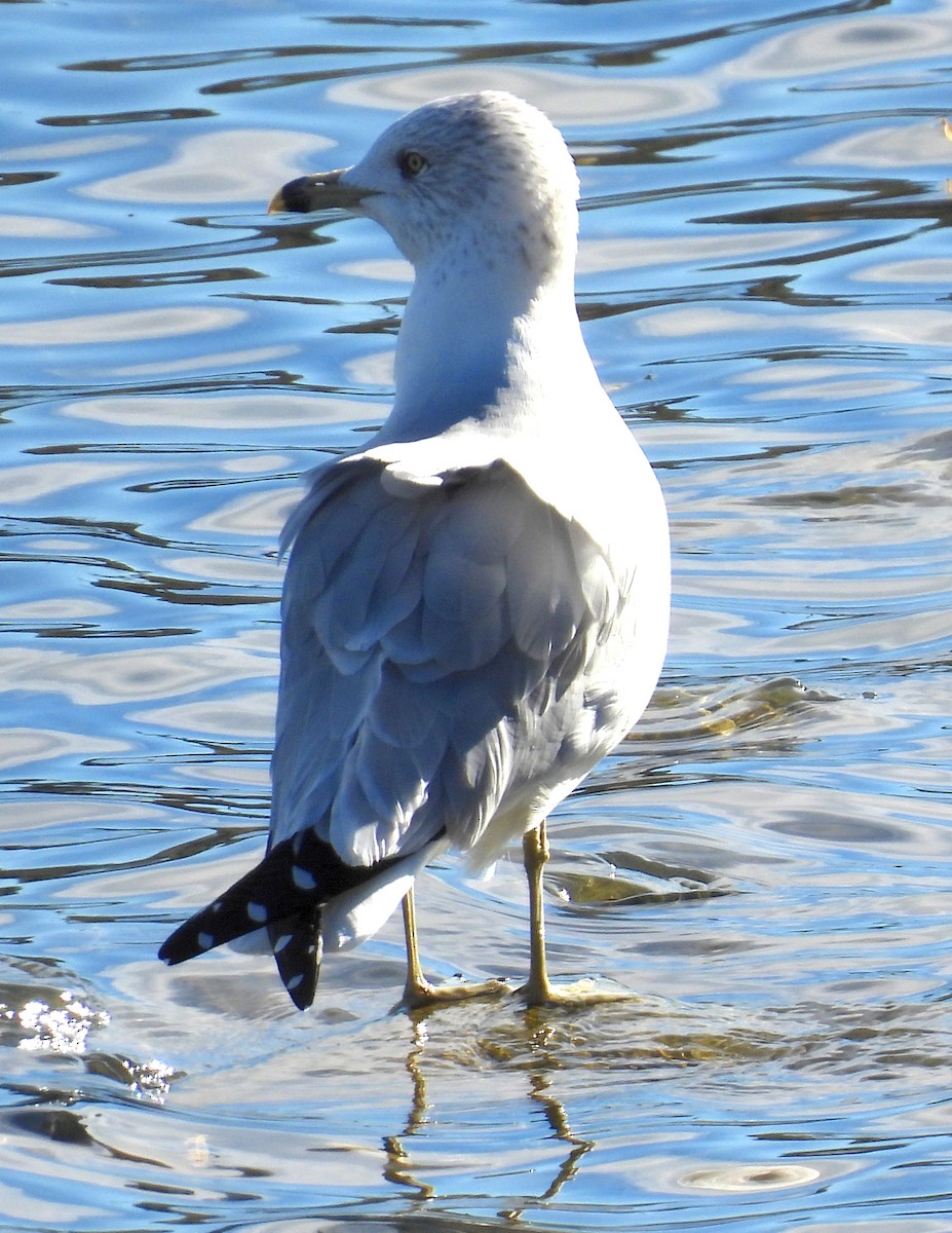 Delawareko kaioa - ML645806730